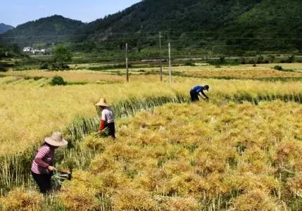 秸稈禁燒季 | 禁止一切露天焚燒秸稈行為！附縣政府禁燒通告、鎮(zhèn)政府倡議書